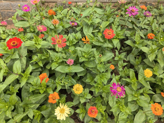 天下滁房鲜花竞放 街区环境再提升